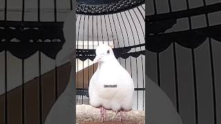 Download lagu Perkutut Putih Gacor Suara Lantang Irama Enak ‼️ #perkutut mp3