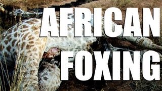 Fieldsports Britain – The day of the jackal, Irish crows and young people try shooting (episode 132)