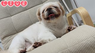 【Live】ちゃちゃまるです?