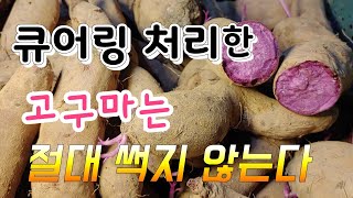 많은 양의 종자용 고구마 창고 보관법 벌써 고구마 싹이 ,단맛 있는 자색고구마