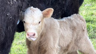 Keeping Up With Calving