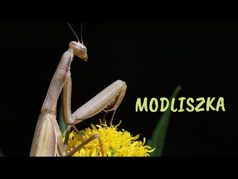 Modliszka zwyczajna Mantis religiosa. Z życia łąki.