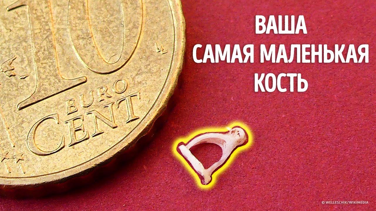 Путешествие по вашим костям в формате 2D