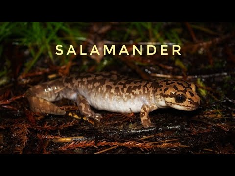 Salamander limb regenaratio - That's amazing