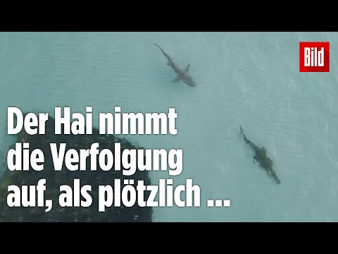 Hai jagt Krokodil: Es sind spektakuläre Drohnen-Aufnahmen aus Australien