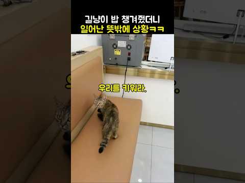 길냥이 밥 챙겨줬더니 일어난 일