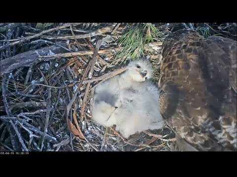 Presidio SF Red-Tailed Hawk Cam ~ Youngest Gobbles Up Dinner & Chows Down 4.19.18