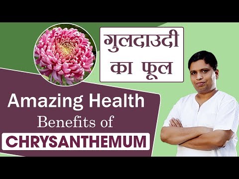 Amazing Health Benefits of chrysanthemum (गुलदाउदी) Flower | Acharya Balkrishna