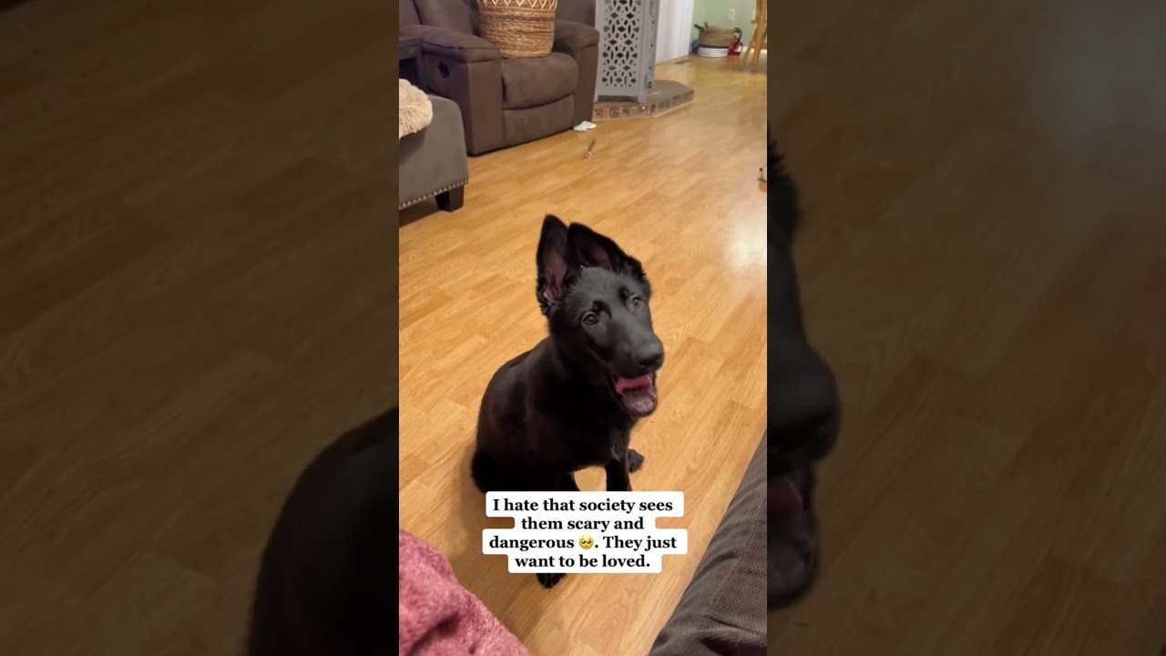 German Shepards are so misunderstood!!! #shorts #gsd #germanshepherd #puppy #reels #reelsvideo