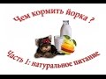 Чем кормить йоркширского терьера? Часть 1: натуральное питание щенка 