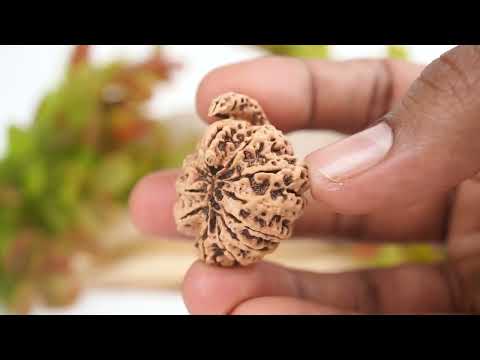 Rudraksha Product Image