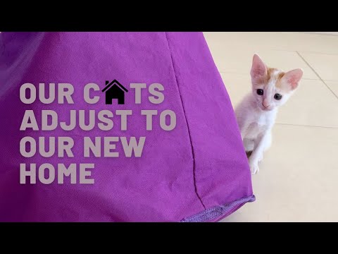 Our cats adjust to our new home