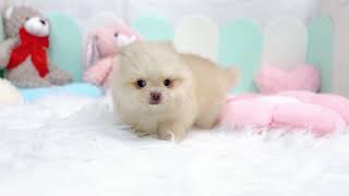 ハーフ犬の動画01