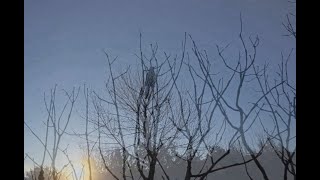 Bird Song
