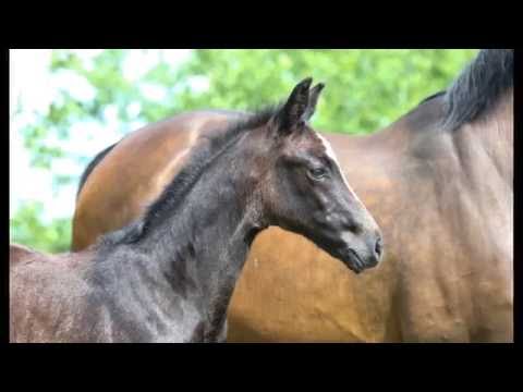 Hengstfohlen von Clinton´s Heart - Contendro