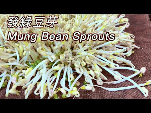 How to Sprout Mung Beans - Done Right and Perfect Every Time #Shorts