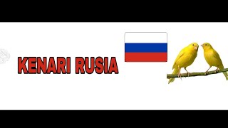 Download lagu KICAU KENARI RUSIA mp3 Download lagu KICAU KENARI RUSIA mp3