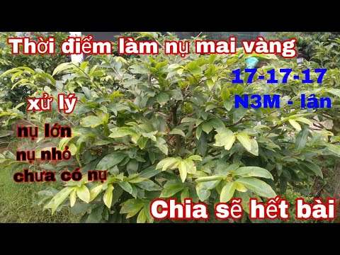 Tưới phân NPK 17-17-17 nhanh mập cốt và cách xử lý mai chưa lên nụ kim.