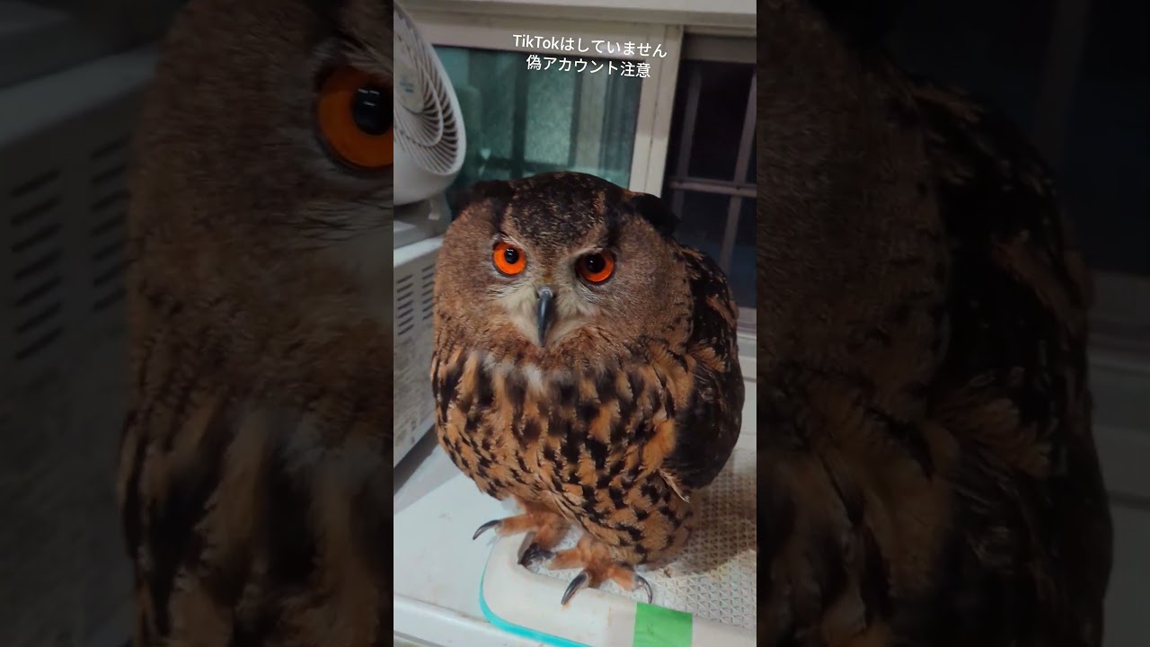 今日のジュニちゃん🦉遊んであげるよ #owl #癒し