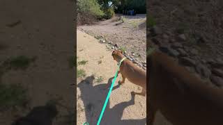 Video preview image #1 Mastiff Puppy For Sale in Goodyear, AZ, USA