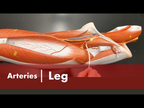 Arteries of the Leg