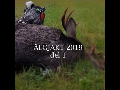 Älgjakt 2019 del 1