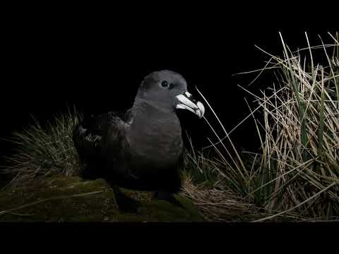 African Bird Fair 2022 - Saving Marion's Seabirds: The Mouse-Free Marion Project (Anton Wolfaardt)