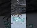 Meanwhile…. at Monkey Beach #monkeys #primates #wildlife #beach #macaques