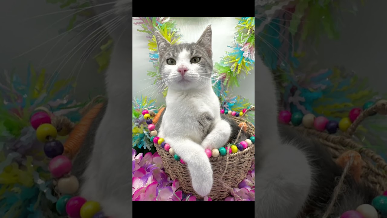 Willow (Wynter), a ADOPTABLE Domestic Short Hair in HUNTINGTON BEACH, CA video 2/6