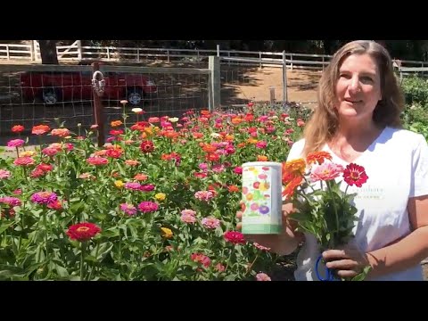 How To Grow Big, Beautiful Zinnias From Seed