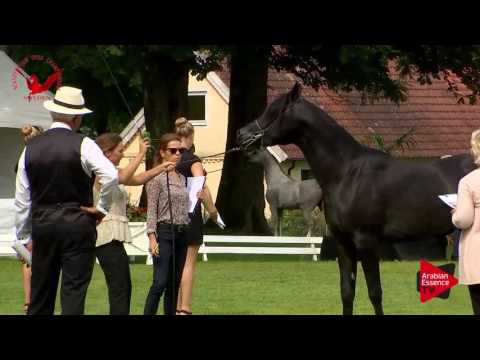 N.42 GR MASOUD - Scandinavian Open Championship 2017 - Colts 3 Years old (Class 8)