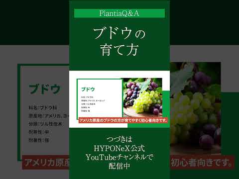 より高い樹立率を得るには、いつ、どのようにブドウを植えるべきでしょうか?  庭園
