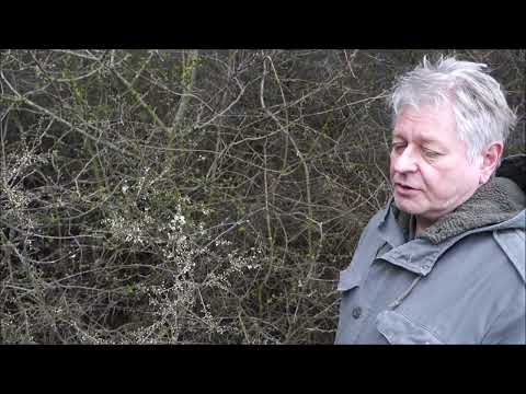 Die Mittelalterapotheke   Die Schlehe