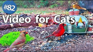 Uninterrupted Bird Video 🐦 for Cats 😻 Calming Bird Songs and Sounds