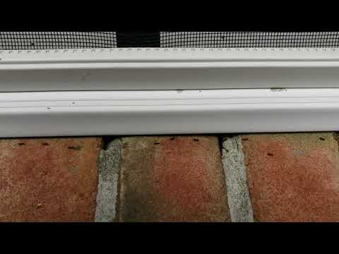 Concerned Mom Cries Ants in Manasquan, NJ