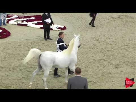 230 GALL OF SHANGHAI Sharjah International 2018