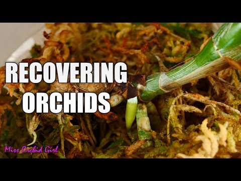 Recovering Orchids - Progress and Updates