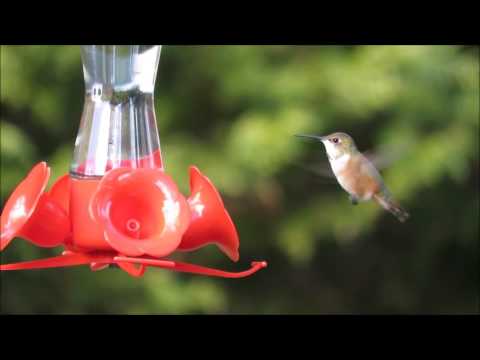 download lagu mp3 mp4 New York Hummingbird, download mp3 New York Hummingbird free download mp3, download mp3 New York Hummingbird