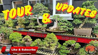Bonsai Bench Tour + Updates (2024)