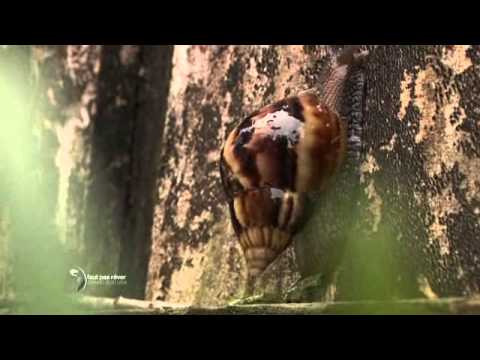 Image de prévisualisation YouTube