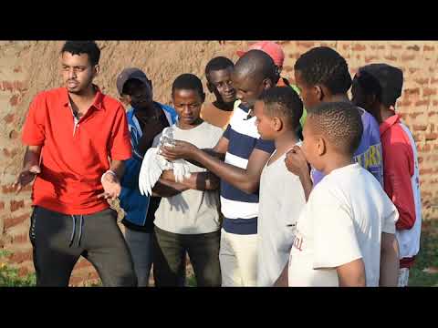 FIRE TO DOVE MAGIC they ran away