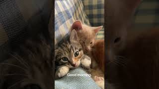 Baby Una and Roly Poly waking up from a nap