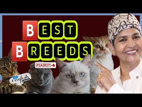 Find Your Perfect Cat Breed | Part-4 | Cat Breeds @NANDASPets