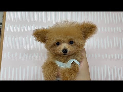 YouTube動画のサムネイル