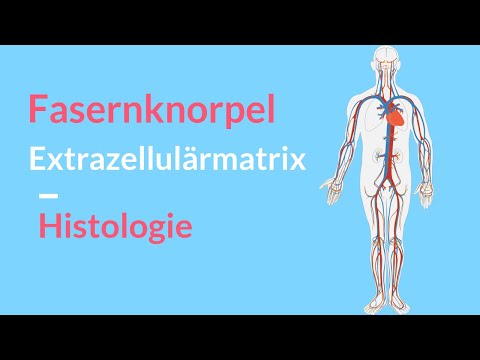 Extracellular matrix and fibrocartilage explained 🤓Function / Localization / Structure Understand...