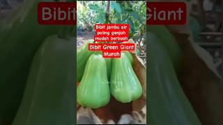 Download lagu Green Giant guava seeds, the most early-growing water guava, easily bear large fruit #fyp viral mp3 Download lagu Green Giant guava seeds, the most early-growing water guava, easily bear large fruit #fyp viral mp3