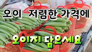 오이 농장 직거래 저렴한 가격에 한박스 15000원 택포함