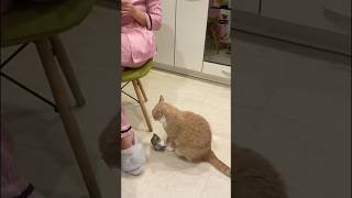 #可愛くて面白い猫#にゃんこ #子猫 #猫との暮らし #ペット動画 #癒し動物 #もふもふ猫 #かわいい猫