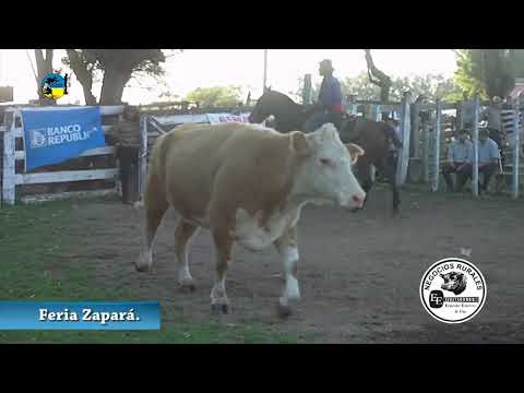 FERIA ZAPARA MIÉRCOLES 2 DE AGOSTO DE 2023