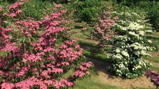 ‘Rutpink’ Scarlet Fire™ Dogwood